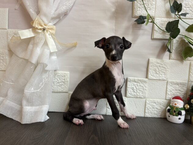 宮城県のイタリアングレーハウンド (アミーゴ古川駅前店/2025年9月30日生まれ/男の子/シールホワイト)の子犬の2枚目の画像