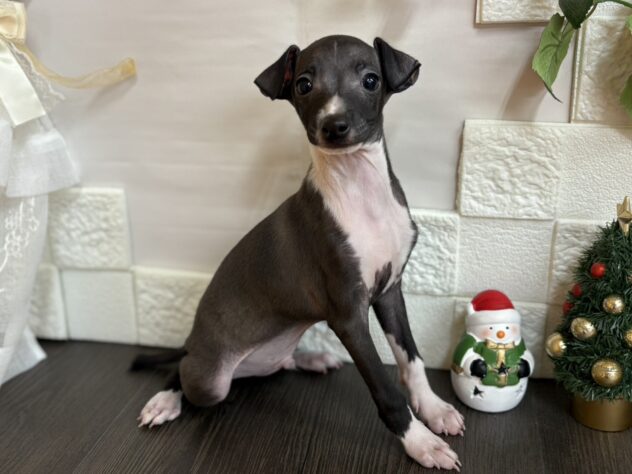 宮城県のイタリアングレーハウンド (アミーゴ古川駅前店/2025年9月30日生まれ/男の子/シールホワイト)の子犬の1枚目の画像