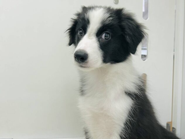 岡山県のボーダーコリー (アミーゴ水島店/2025年8月23日生まれ/女の子/ブラックホワイト)の子犬の2枚目の画像