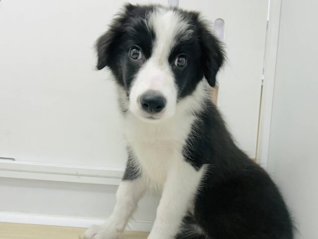 岡山県のボーダーコリー (アミーゴ水島店/2025年8月23日生まれ/女の子/ブラックホワイト)の子犬の3枚目の画像