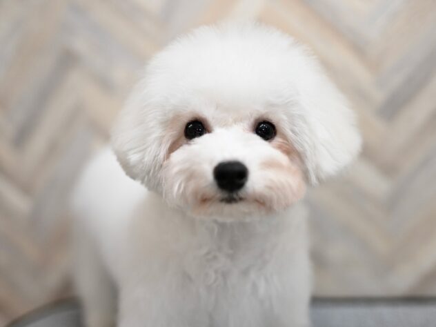 岡山県のビションフリーゼ (アミーゴ水島店/2025年8月25日生まれ/女の子/ホワイト)の子犬の1枚目の画像