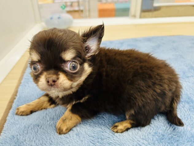 岡山県のチワワ(ロング) (アミーゴ水島店/2025年10月2日生まれ/男の子/チョコレートクリーム)の子犬の1枚目の画像