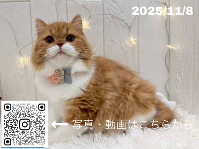 広島県のスコティッシュフォールド (アミーゴ大町店/2025年6月8日生まれ/女の子/レッドタビーホワイト)の子猫の3枚目の画像