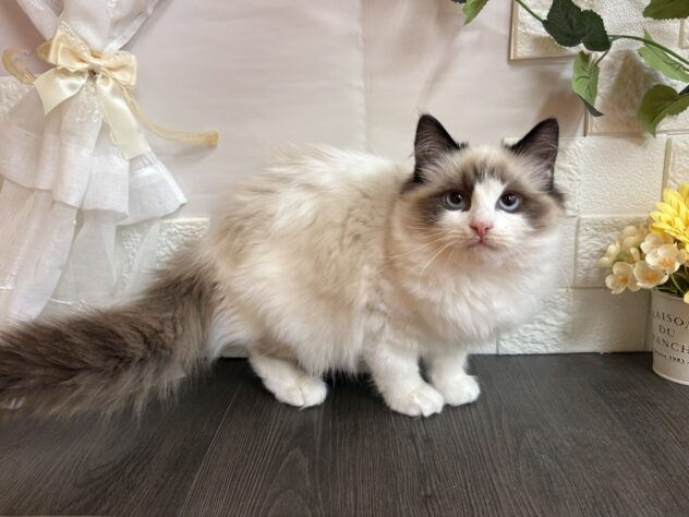 宮城県のラグドール (アミーゴ古川駅前店/2025年9月24日生まれ/女の子/シールポイントバイカラー)の子猫の2枚目の画像