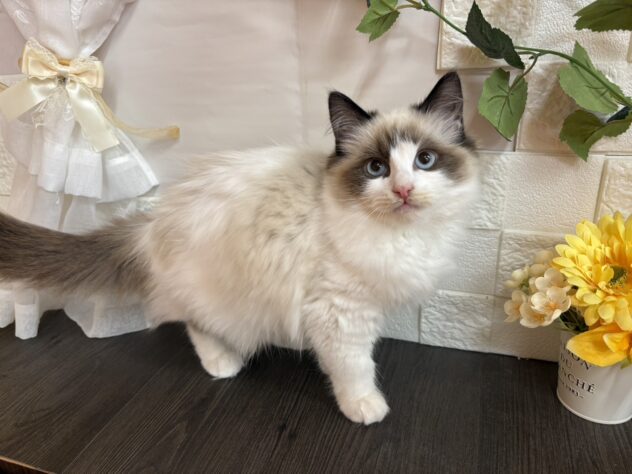 宮城県のラグドール (アミーゴ古川駅前店/2025年9月24日生まれ/女の子/シールポイントバイカラー)の子猫の1枚目の画像