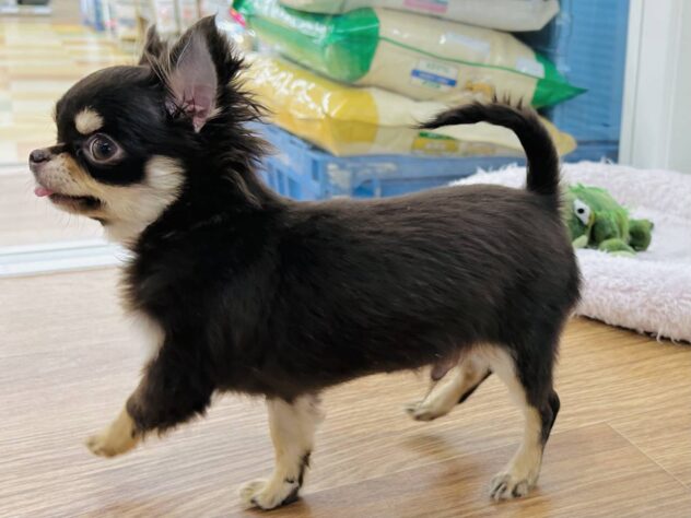 岡山県のチワワ(ロング) (アミーゴ水島店/2025年10月2日生まれ/男の子/チョコレートクリーム)の子犬の2枚目の画像