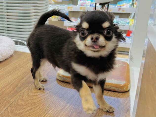 岡山県のチワワ(ロング) (アミーゴ水島店/2025年10月2日生まれ/男の子/チョコレートクリーム)の子犬の1枚目の画像