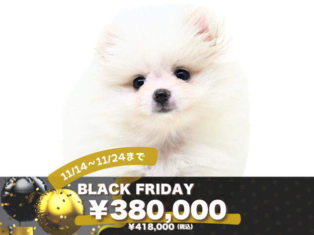 岡山県のポメラニアン (アミーゴ大安寺店/2025年8月17日生まれ/女の子/ホワイト)の子犬の1枚目の画像