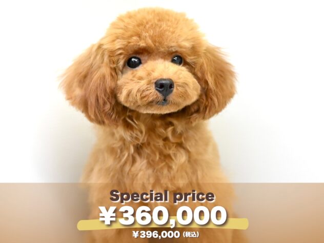 岡山県のトイプードル(トイ) (アミーゴ大安寺店/2024年12月14日生まれ/女の子/オレンジフォーン)の子犬の1枚目の画像