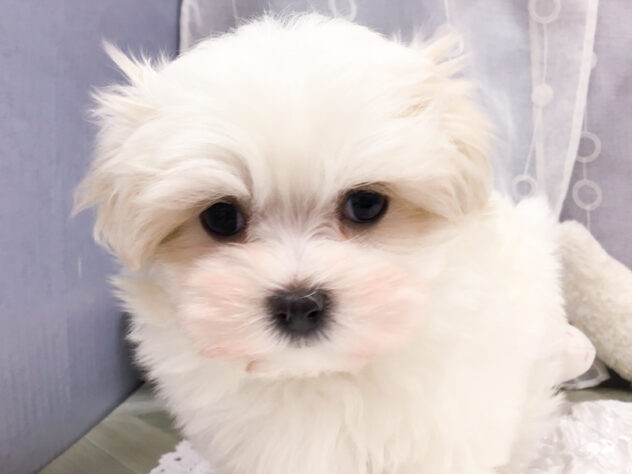 愛知県のマルチーズ (アミーゴ知立店/2025年9月13日生まれ/女の子/ホワイト)の子犬の4枚目の画像