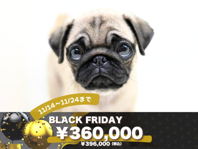 岡山県のパグ (アミーゴ大安寺店/2025年8月9日生まれ/女の子/フォーン)の子犬の1枚目の画像