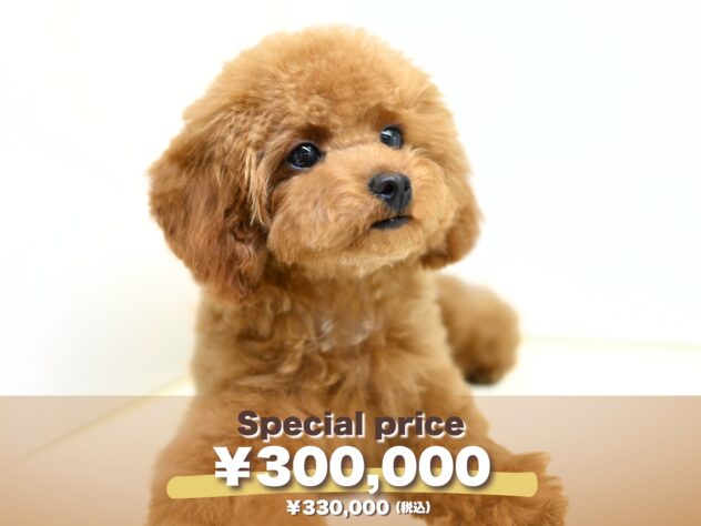 岡山県のトイプードル(トイ) (アミーゴ大安寺店/2025年3月23日生まれ/女の子/レッド)の子犬