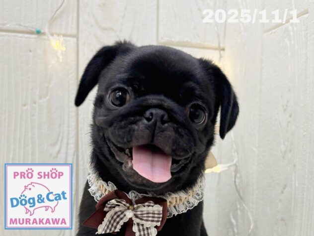 広島県のパグ (アミーゴ大町店/2025年7月31日生まれ/女の子/ブラック)の子犬の1枚目の画像