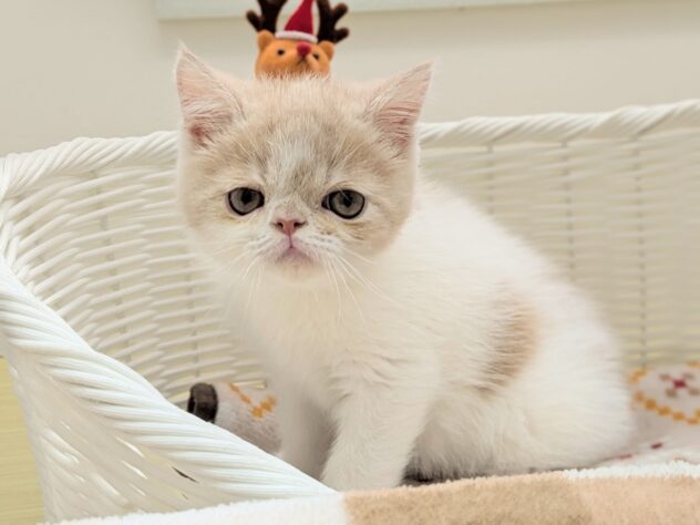 福島県のエキゾチックショートヘアー (アミーゴ会津若松店/2025年9月10日生まれ/男の子/クリームタビーホワイト)の子猫の2枚目の画像