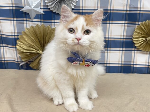 山形県のスコティッシュフォールド (アミーゴ酒田店/2025年7月13日生まれ/男の子/レッドホワイト)の子猫の1枚目の画像