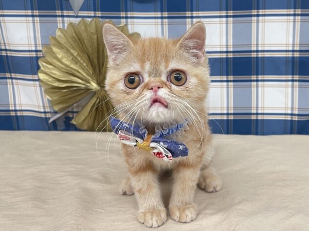 山形県のエキゾチック (アミーゴ酒田店/2025年8月17日生まれ/男の子/レッドタビー)の子猫の2枚目の画像