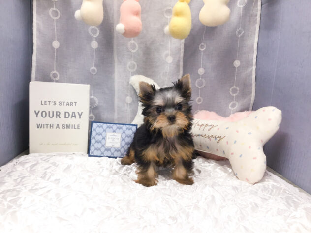 愛知県のヨークシャーテリア (アミーゴ知立店/2025年9月5日生まれ/男の子/スチールブルータン)の子犬の1枚目の画像