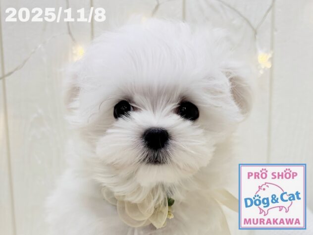 広島県のマルチーズ (アミーゴ大町店/2025年8月16日生まれ/男の子/ホワイト)の子犬の1枚目の画像