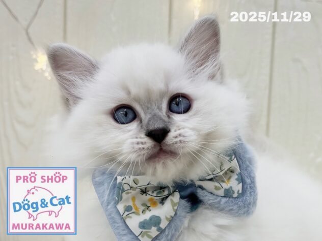 広島県のラグドール (アミーゴ大町店/2025年10月2日生まれ/女の子/ブルーリンクスポイントミテッド)の子猫の1枚目の画像