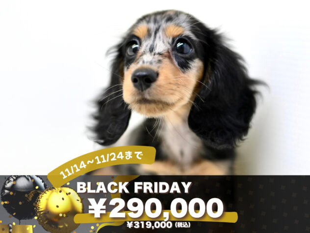 岡山県のミニチュアダックスフンド(ロング) (アミーゴ大安寺店/2025年8月13日生まれ/女の子/シルバーダップル)の子犬の1枚目の画像