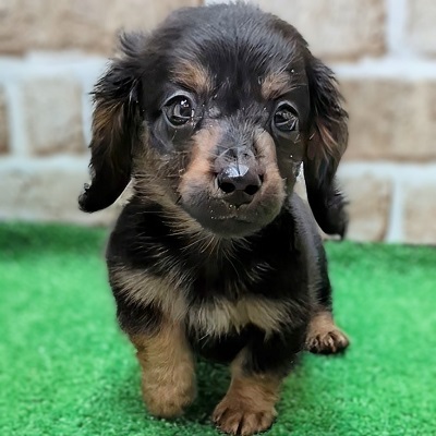 大阪府のミニチュアダックスフンド(ロング) (アミーゴ高槻店/2025年8月28日生まれ/男の子/ブラックタン)の子犬の1枚目の画像