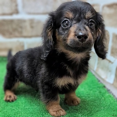 大阪府のミニチュアダックスフンド(ロング) (アミーゴ高槻店/2025年8月28日生まれ/男の子/ブラックタン)の子犬の2枚目の画像