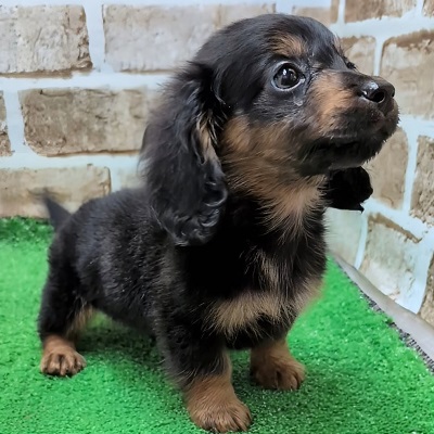 大阪府のミニチュアダックスフンド(ロング) (アミーゴ高槻店/2025年8月28日生まれ/男の子/ブラックタン)の子犬の3枚目の画像