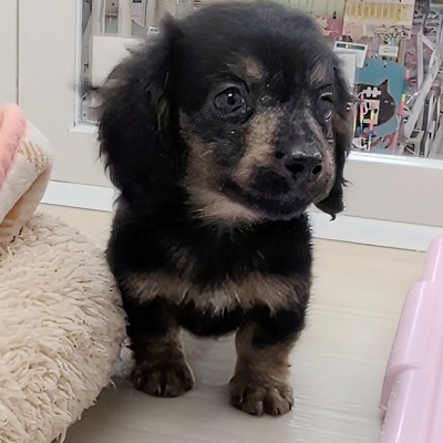 大阪府のミニチュアダックスフンド(ロング) (アミーゴ高槻店/2025年8月28日生まれ/男の子/ブラックタン)の子犬の4枚目の画像