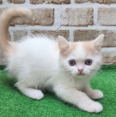 大阪府のスコティッシュフォールド (アミーゴ高槻店/2025年9月11日生まれ/男の子/クリームタビーホワイト)の子猫の1枚目の画像