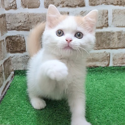 大阪府のスコティッシュフォールド (アミーゴ高槻店/2025年9月11日生まれ/男の子/クリームタビーホワイト)の子猫の2枚目の画像