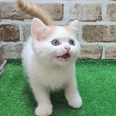 大阪府のスコティッシュフォールド (アミーゴ高槻店/2025年9月11日生まれ/男の子/クリームタビーホワイト)の子猫の3枚目の画像