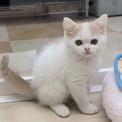 大阪府のスコティッシュフォールド (アミーゴ高槻店/2025年9月11日生まれ/男の子/クリームタビーホワイト)の子猫の4枚目の画像