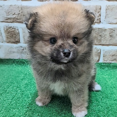 大阪府のポメラニアン (アミーゴ高槻店/2025年9月17日生まれ/女の子/オレンジ)の子犬の1枚目の画像