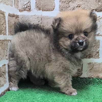 大阪府のポメラニアン (アミーゴ高槻店/2025年9月17日生まれ/女の子/オレンジ)の子犬の2枚目の画像