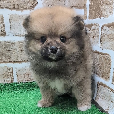 大阪府のポメラニアン (アミーゴ高槻店/2025年9月17日生まれ/女の子/オレンジ)の子犬の3枚目の画像