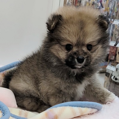 大阪府のポメラニアン (アミーゴ高槻店/2025年9月17日生まれ/女の子/オレンジ)の子犬の4枚目の画像