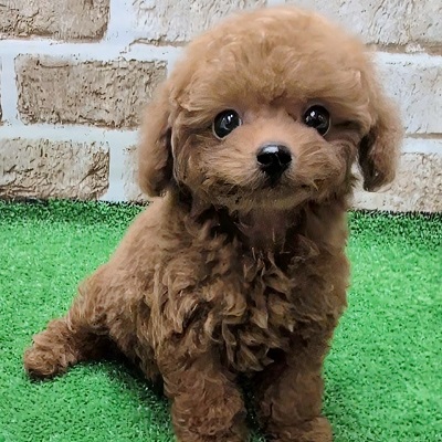 大阪府のトイプードル(トイ) (アミーゴ高槻店/2025年9月18日生まれ/女の子/レッドフォーン)の子犬の1枚目の画像