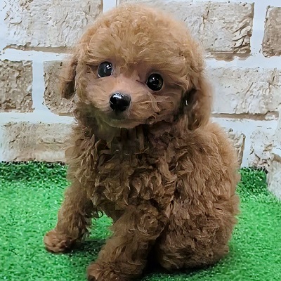 大阪府のトイプードル(トイ) (アミーゴ高槻店/2025年9月18日生まれ/女の子/レッドフォーン)の子犬の2枚目の画像