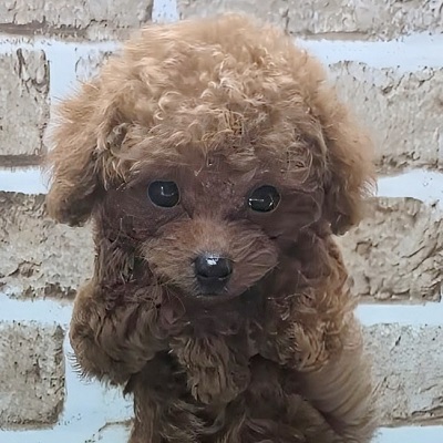 大阪府のトイプードル(トイ) (アミーゴ高槻店/2025年9月18日生まれ/女の子/レッドフォーン)の子犬の3枚目の画像