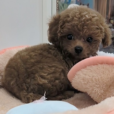 大阪府のトイプードル(トイ) (アミーゴ高槻店/2025年9月18日生まれ/女の子/レッドフォーン)の子犬の4枚目の画像