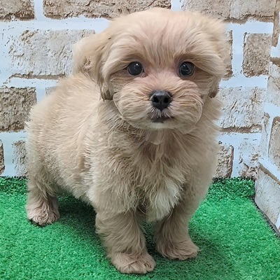 大阪府のハーフ犬・ミックス犬 (アミーゴ高槻店/2025年9月23日生まれ/男の子/アプリコット)の子犬の1枚目の画像