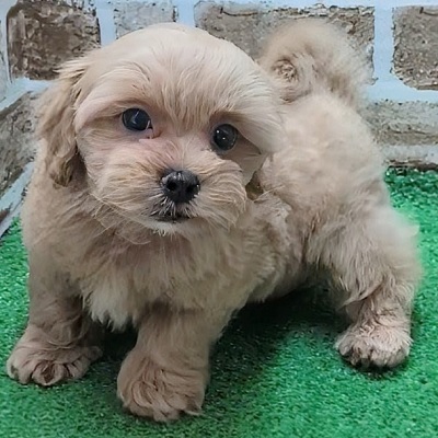 大阪府のハーフ犬・ミックス犬 (アミーゴ高槻店/2025年9月23日生まれ/男の子/アプリコット)の子犬の2枚目の画像