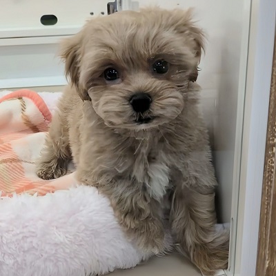 大阪府のハーフ犬・ミックス犬 (アミーゴ高槻店/2025年9月23日生まれ/男の子/アプリコット)の子犬の4枚目の画像