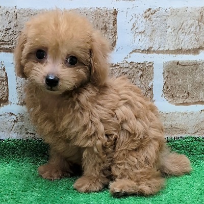 大阪府のトイプードル(トイ) (アミーゴ高槻店/2025年9月24日生まれ/女の子/オレンジフォーン)の子犬の1枚目の画像