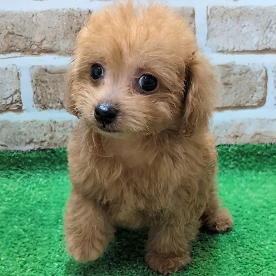 大阪府のトイプードル(トイ) (アミーゴ高槻店/2025年9月24日生まれ/女の子/オレンジフォーン)の子犬の2枚目の画像