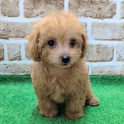 大阪府のトイプードル(トイ) (アミーゴ高槻店/2025年9月24日生まれ/女の子/オレンジフォーン)の子犬の3枚目の画像