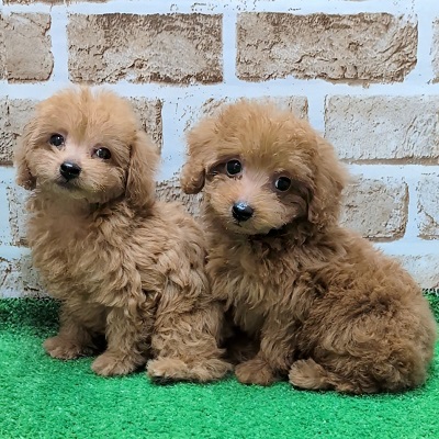 大阪府のトイプードル(トイ) (アミーゴ高槻店/2025年9月24日生まれ/女の子/オレンジフォーン)の子犬の4枚目の画像