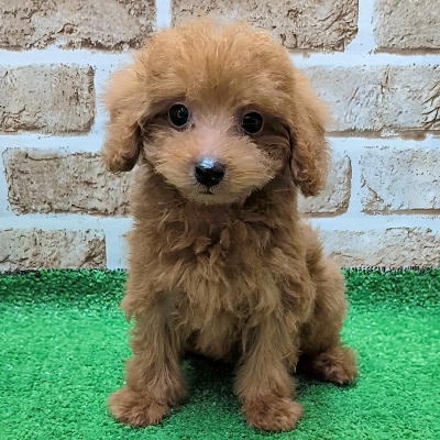 大阪府のトイプードル(トイ) (アミーゴ高槻店/2025年9月24日生まれ/男の子/レッドフォーン)の子犬の1枚目の画像