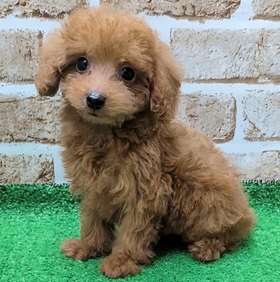 大阪府のトイプードル(トイ) (アミーゴ高槻店/2025年9月24日生まれ/男の子/レッドフォーン)の子犬の2枚目の画像