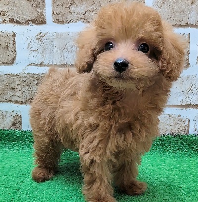 大阪府のトイプードル(トイ) (アミーゴ高槻店/2025年9月24日生まれ/男の子/レッドフォーン)の子犬の3枚目の画像